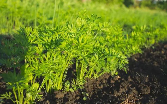 伏蘿卜不好種，得苗難是痛點，用上這三個技巧，可達成一播全苗